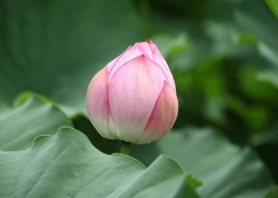 步入6月下旬,4属相贵人相助,机遇多多,财源广进,生活无忧(图1) 步入6月下旬,4属相贵人相助,机遇多多,财源广进,生活无忧(图1)