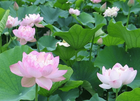 步入6月下旬,4属相贵人相助,机遇多多,财源广进,生活无忧(图2) 步入6月下旬,4属相贵人相助,机遇多多,财源广进,生活无忧(图2)