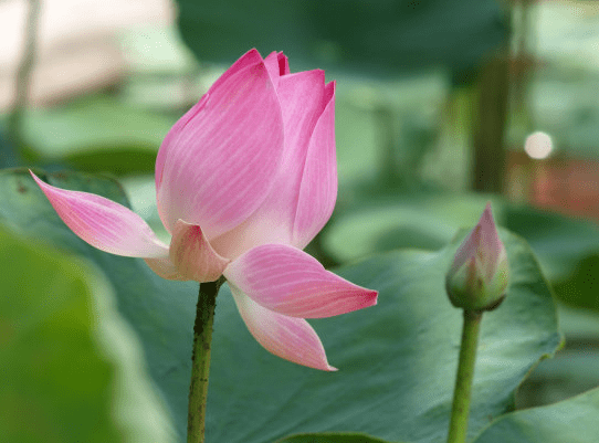 步入6月下旬,4属相贵人相助,机遇多多,财源广进,生活无忧(图3) 步入6月下旬,4属相贵人相助,机遇多多,财源广进,生活无忧(图3)