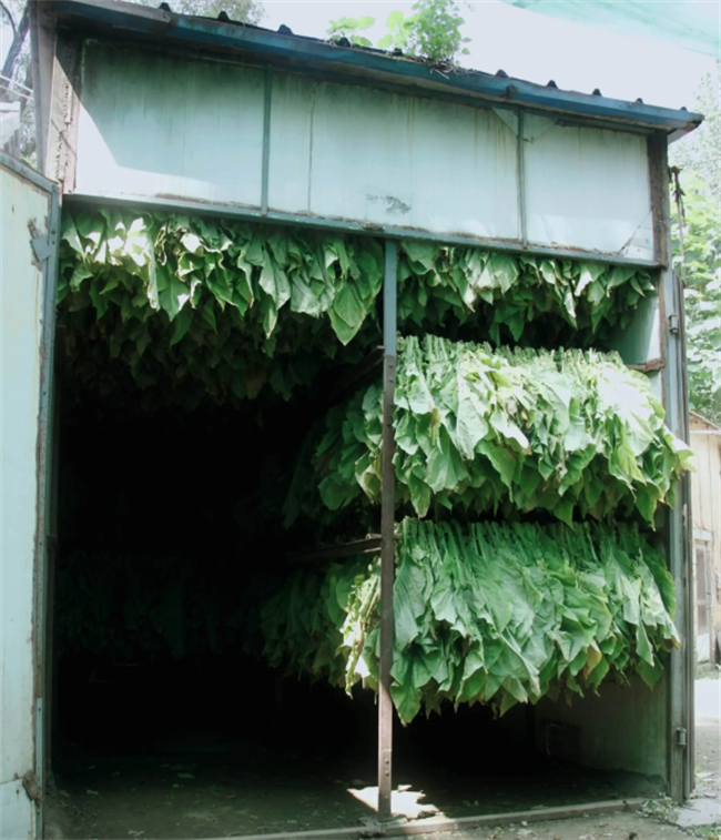 昆明新式烤烟房、烤烟烘干机哪家好？推荐云南采金烘干机厂家(图1)