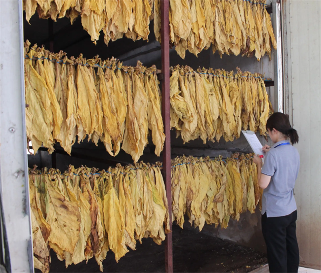 昆明新式烤烟房、烤烟烘干机哪家好？推荐云南采金烘干机厂家(图2)