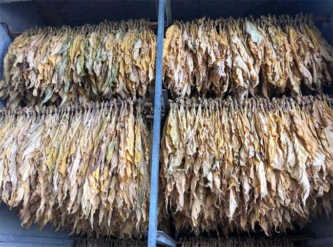 昆明新式烤烟房、烤烟烘干机哪家好？推荐云南采金烘干机厂家(图5)