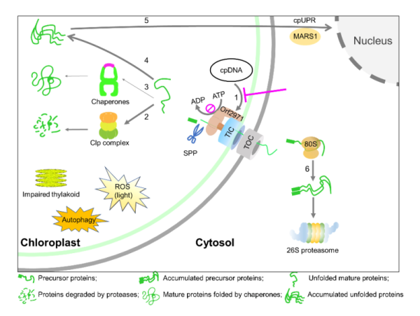 研究揭示叶绿体蛋白转运与质量控制的新机制(图1)