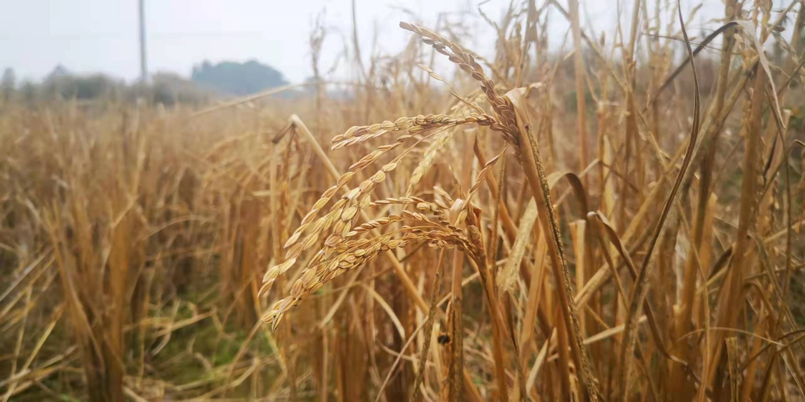 开挖耕地建房、挖砂、养鱼……这五起破坏耕地案被起诉了(图3)