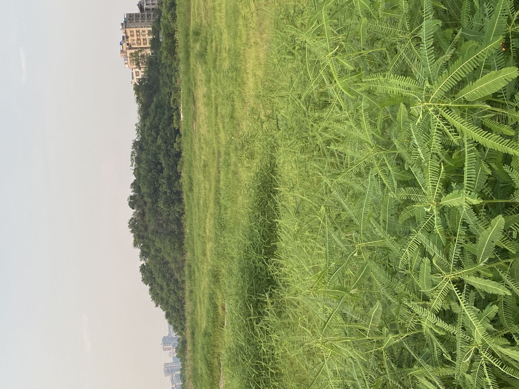 草在深圳水径大型矿山群水土生态修复中的应用(图3)