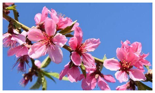 11期间，事业旺盛，运势大洗牌，钱多福盛，有力的3生肖(图1)