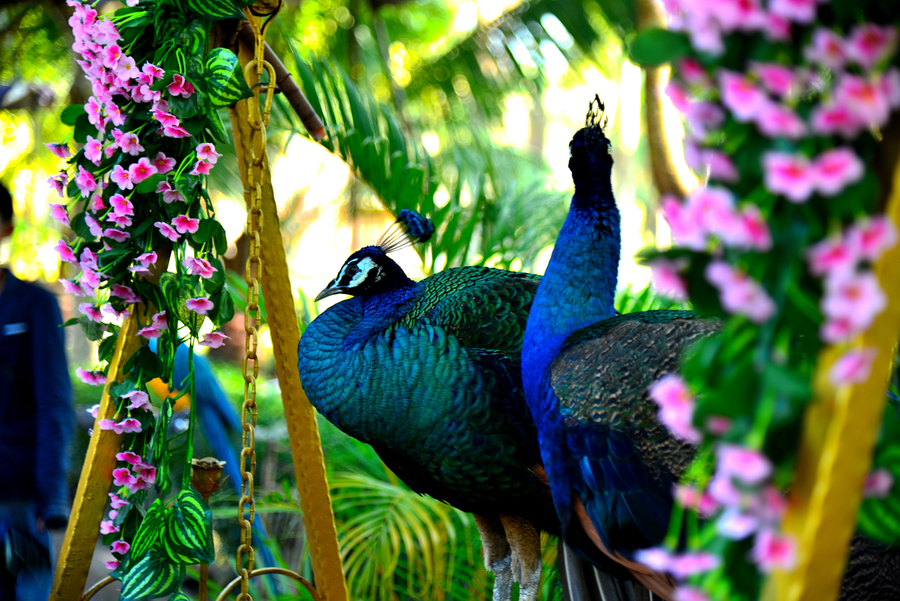 印象彩云之南—这是十多年前的一篇文章，可以启示今天的云南旅游(图9)