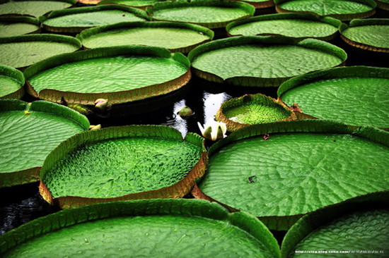 印象彩云之南—这是十多年前的一篇文章，可以启示今天的云南旅游(图8)