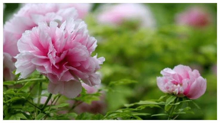 到了10月，3生肖遇到最好的年时机，上坡，发财，生活更富贵(图1)