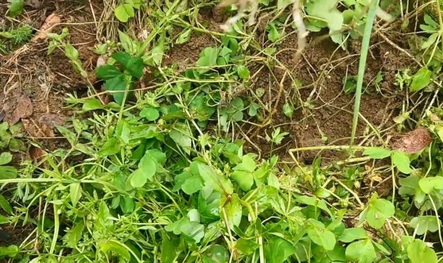 农村菜地里隐藏的“人参”，洗干净后直接生吃，口感清甜很好吃(图1)