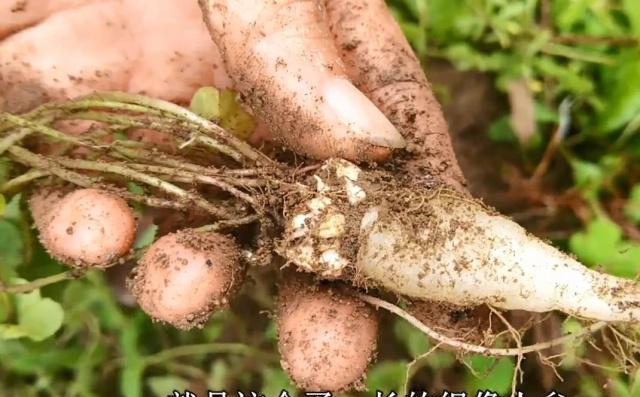 农村菜地里隐藏的“人参”，洗干净后直接生吃，口感清甜很好吃(图3)