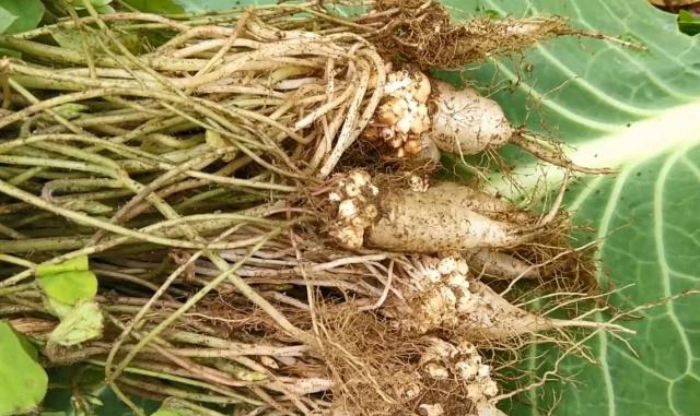 农村菜地里隐藏的“人参”，洗干净后直接生吃，口感清甜很好吃(图4)