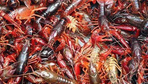 洗小龙虾，别只用刷子刷，学会这一招，脏东西自动跑光，太方便了(图1)