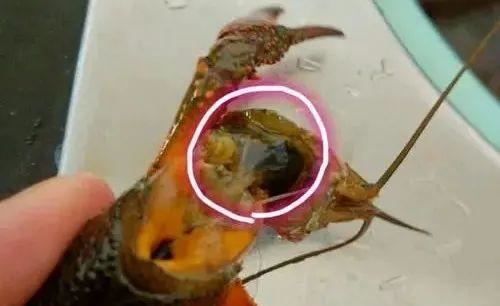 洗小龙虾，别只用刷子刷，学会这一招，脏东西自动跑光，太方便了(图4)
