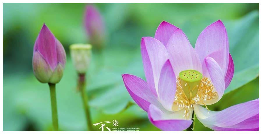 7月25.26号，事业腾达，运势大洗牌，万事如意的生肖(图1)