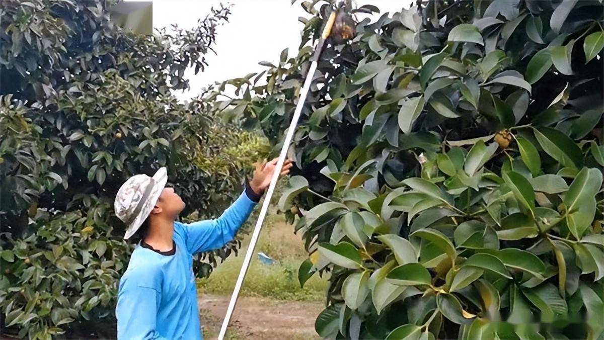 行情崩盘，批发价跌破10元，商贩积极进货，吃货：放开吃(图1)