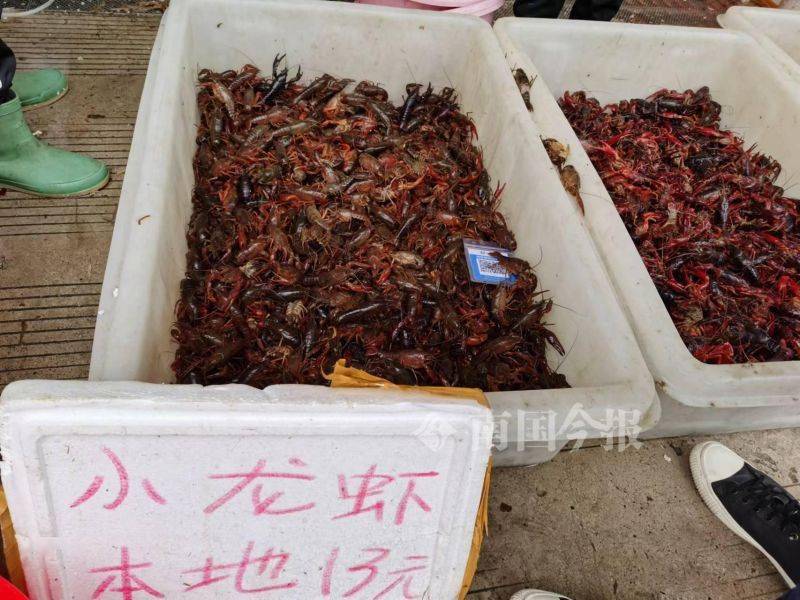 “五一”假期小龙虾批发价已低至11元—斤,柳州人有口福了(图1) “五一”假期小龙虾批发价已低至11元—斤,柳州人有口福了(图1)