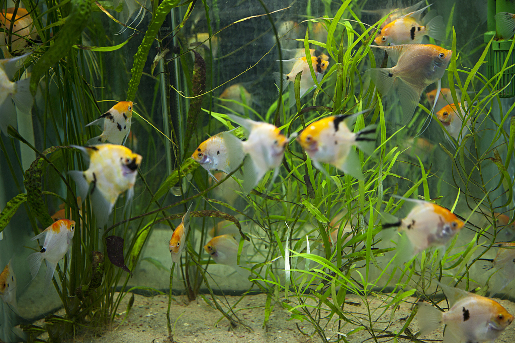 清洁鱼缸小妙招，快来学习这几招吧！(图3)