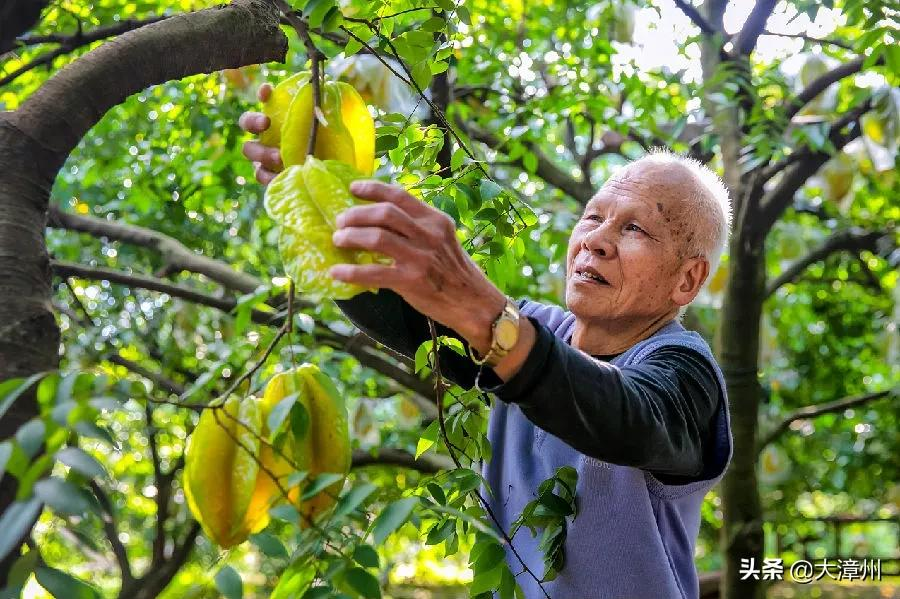 云霄县新一届县委常委选举产生丨蓝良木当选县委书记(图9)