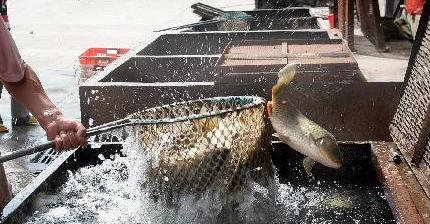 为啥买菜用透明袋子,买鱼却用黑色袋子,你知道这里面的小心机吗(图2) 为啥买菜用透明袋子,买鱼却用黑色袋子,你知道这里面的小心机吗(图2)