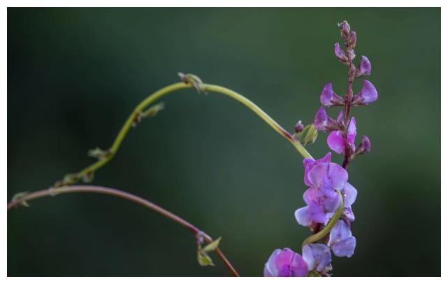农历6月运势最好的3个生肖，贵人守护，机缘傍身，赚到更多钱！(图1)