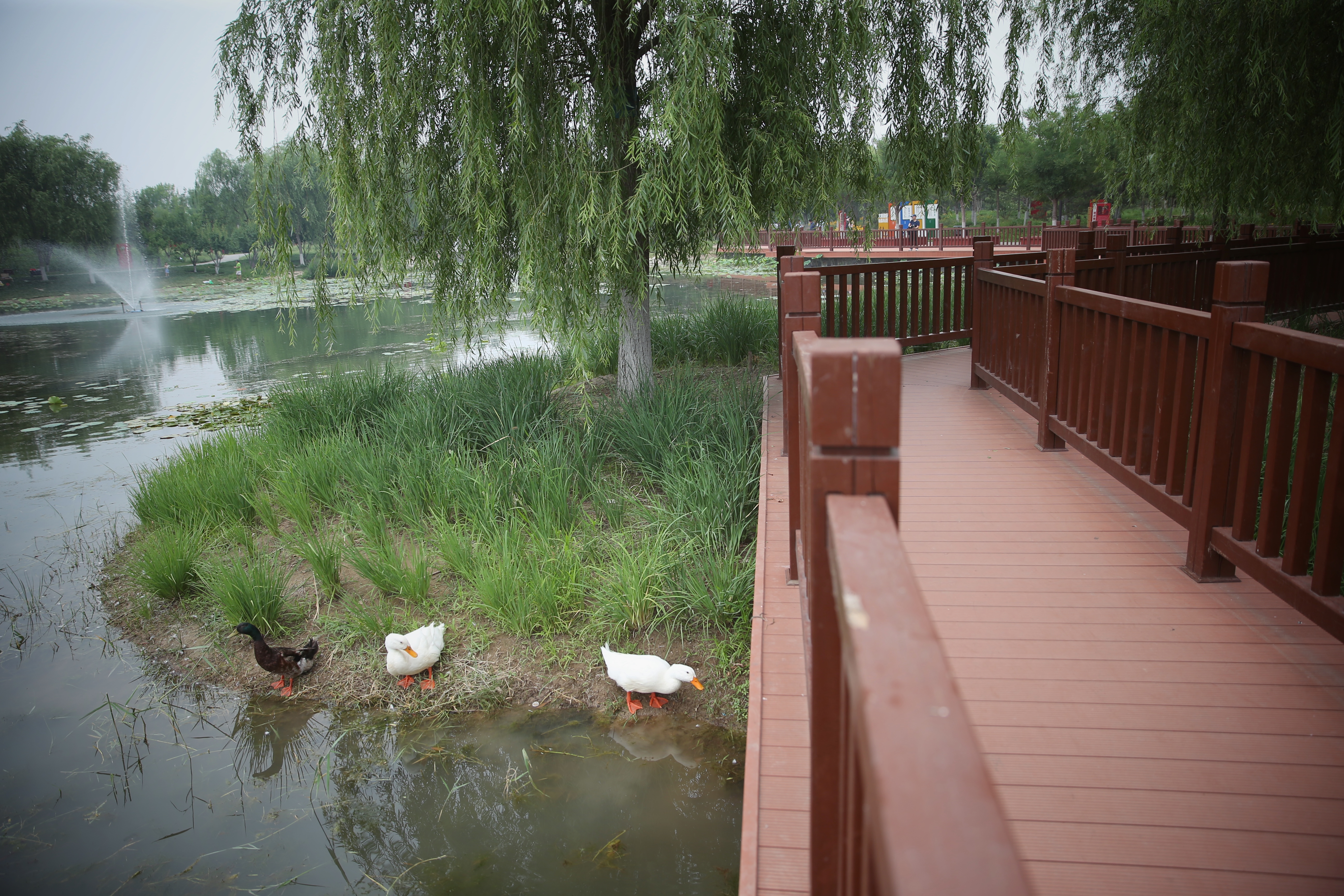 新一轮百万亩造林收官，林海书写北京“生态答卷”(图4)