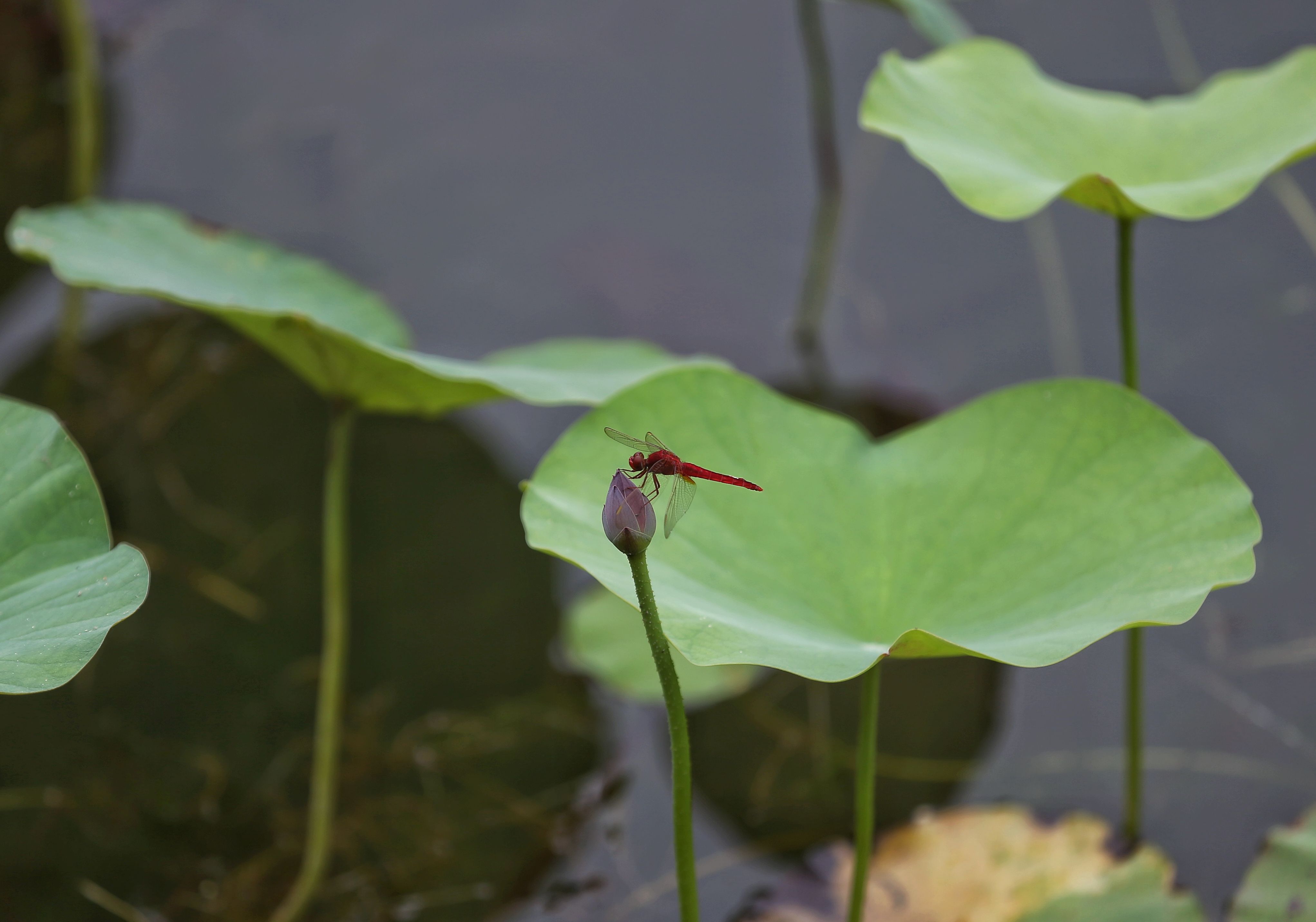 新一轮百万亩造林收官，林海书写北京“生态答卷”(图5)