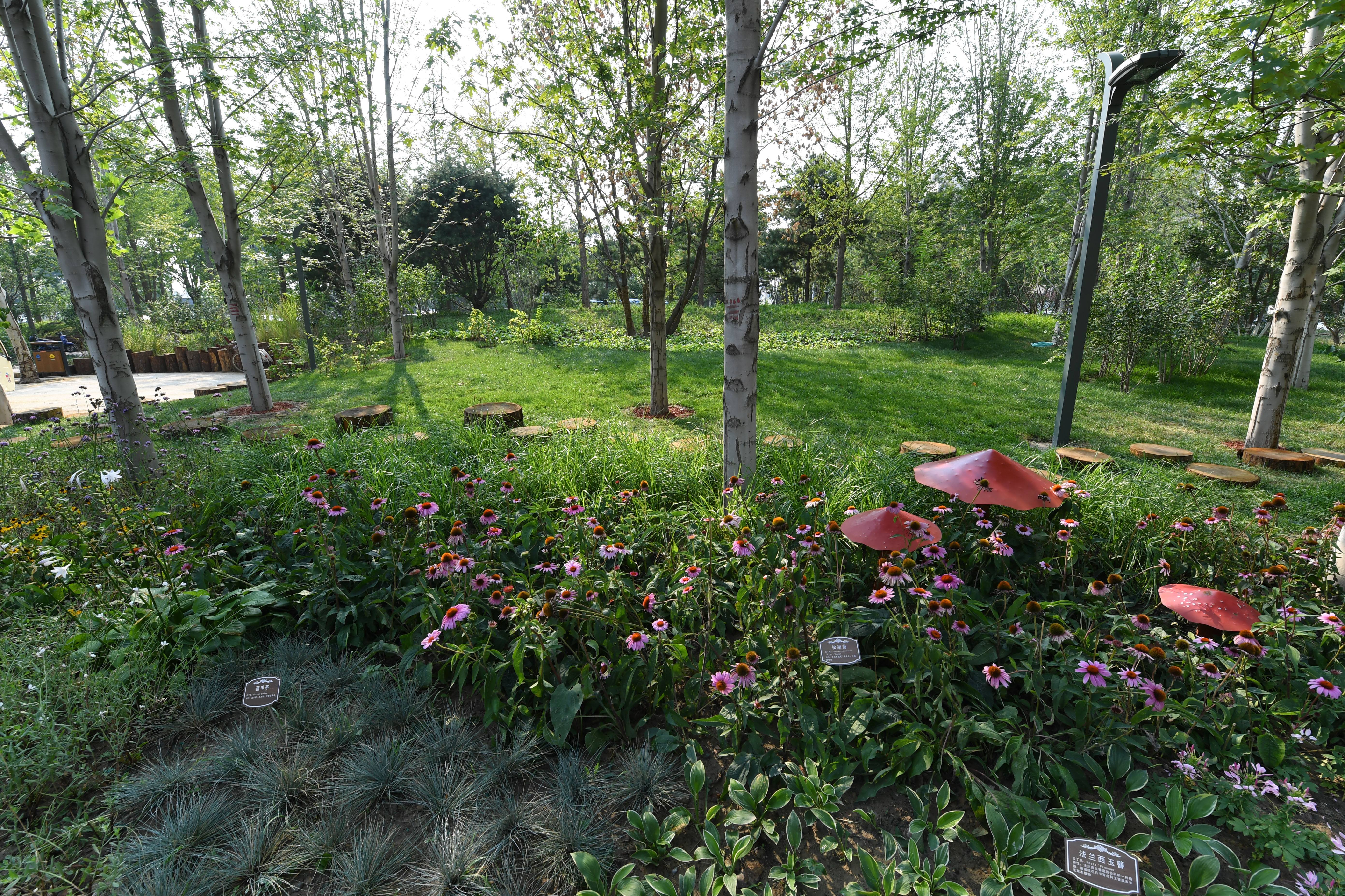 新一轮百万亩造林收官，林海书写北京“生态答卷”(图7)