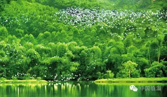 临淄确立2017年度生态建设六大重点(图3)