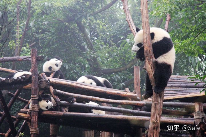 四川—whisper(图1)