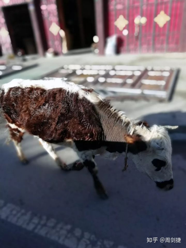 4000公里，遇见“慢生活”的美好(图71)