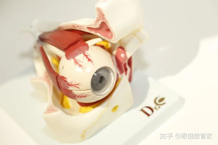 贵州省视光学会会长朱健华一行走进贵州首家眼•科普馆参观考察(图5)