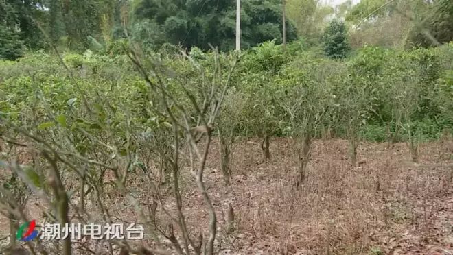 潮州铁铺溪流发黄淤泥堆积,都是洗砂场惹的祸(图5)