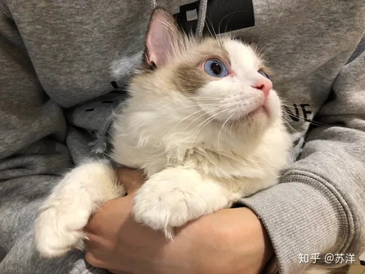 在58同城上买宠物靠谱吗？(图1)