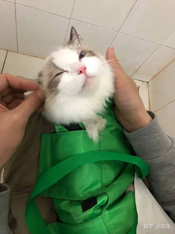 在58同城上买宠物靠谱吗？(图5)