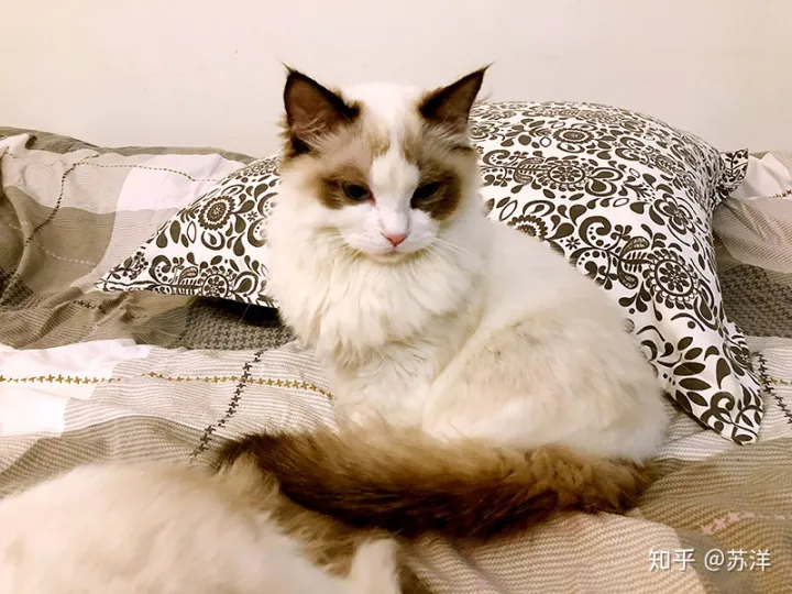 在58同城上买宠物靠谱吗？(图4)