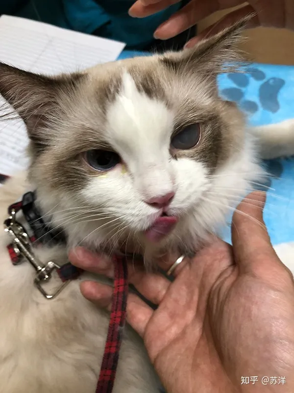 在58同城上买宠物靠谱吗？(图8)