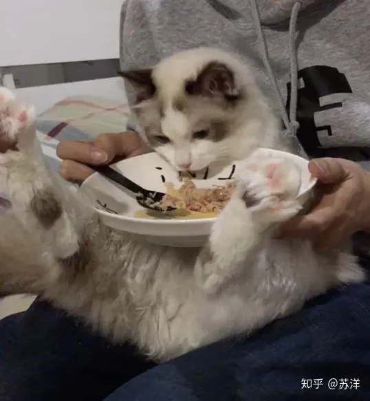 在58同城上买宠物靠谱吗？(图12)