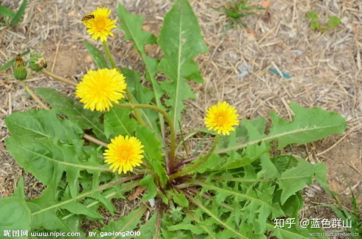 新疆的咬春(图1)