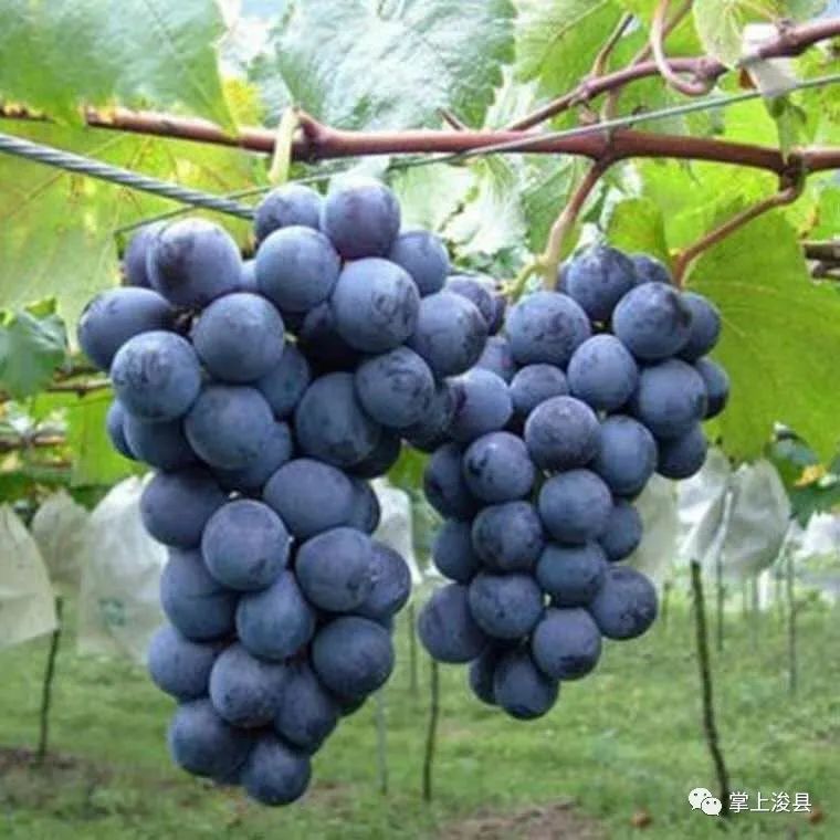 【浚县在线】浚县在线抖音号出新作品了—出售葡萄树—早点设备—黄梨树苗—老板椅...(图6)