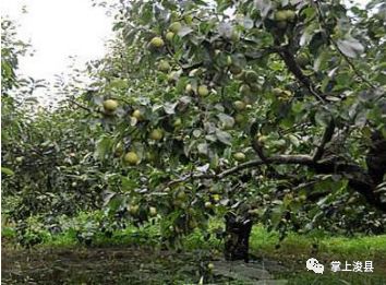 【浚县在线】浚县在线抖音号出新作品了—出售葡萄树—早点设备—黄梨树苗—老板椅...(图8)