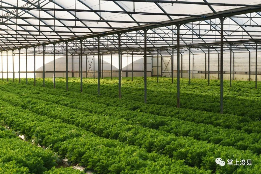 【浚县在线】浚县在线抖音号出新作品了—出售葡萄树—早点设备—黄梨树苗—老板椅...(图10)