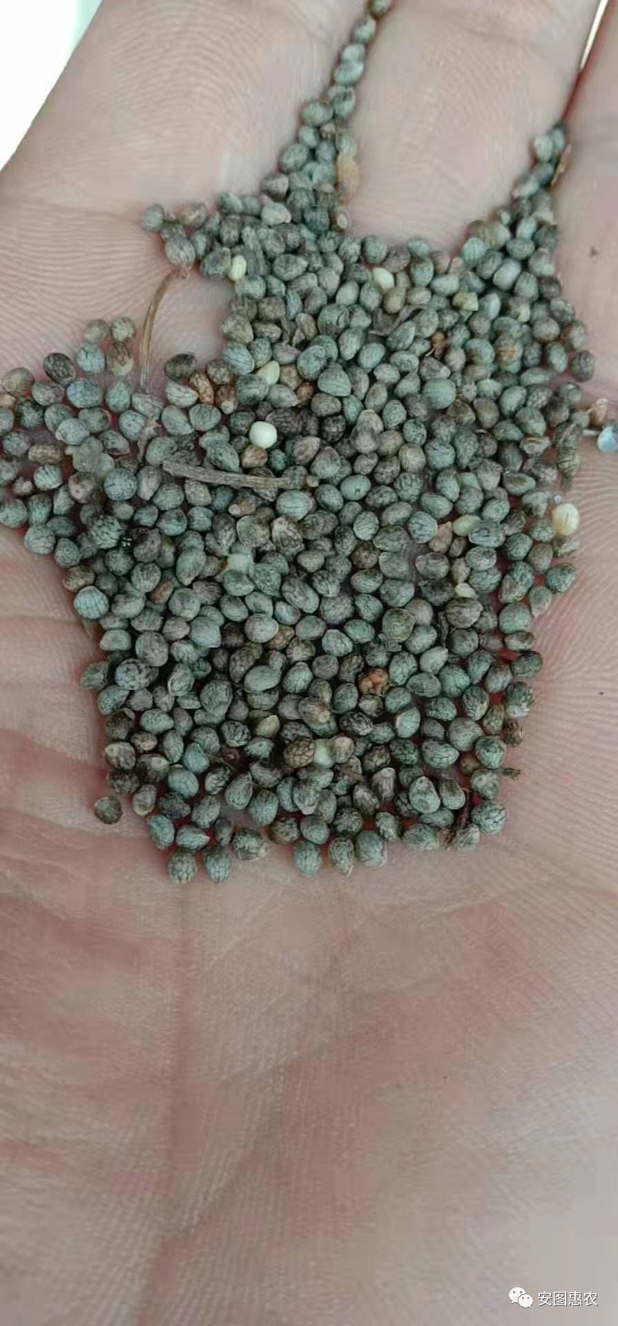 【供求信息】综合(11.11)如您需要发布供求信息，请在文章下方留言(图6)