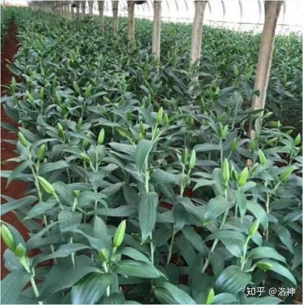 昆明斗南花市营业时间、春节营业时间、斗南花市地址、旅游攻略(图9)